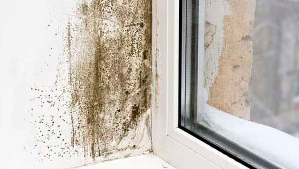 How to get rid of black mould in your bedroom - Independent.ie