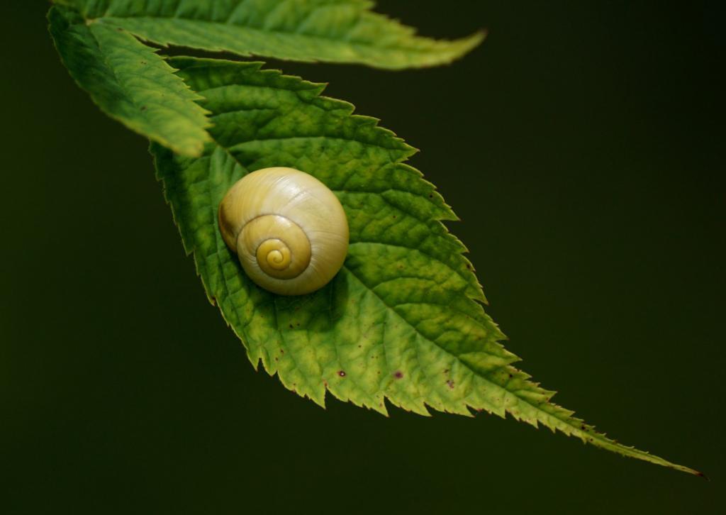 All about land snails - Welcome Wildlife