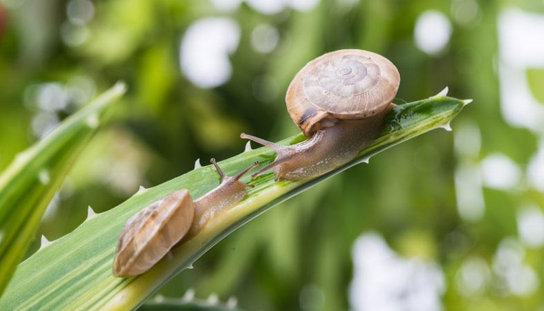 How Long Do Snails Really Sleep Per Day? | Sleep Advisor