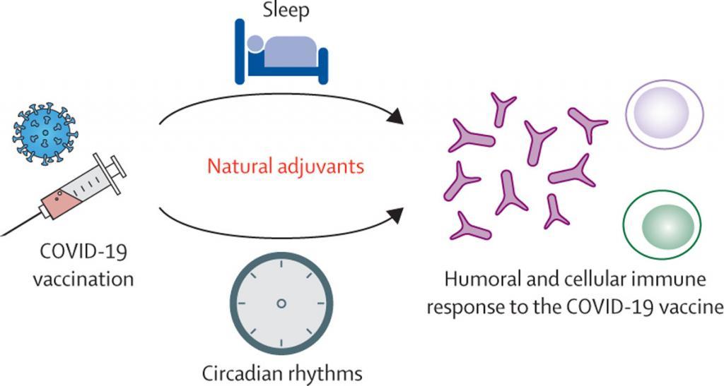 Could a good night's sleep improve COVID-19 vaccine efficacy? - The Lancet Respiratory Medicine