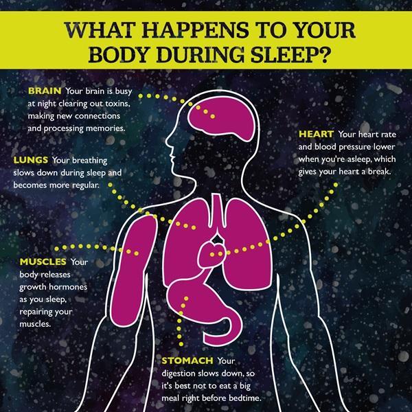 What Happens To Your Brain And Body During Sleep Sleep Quality Update