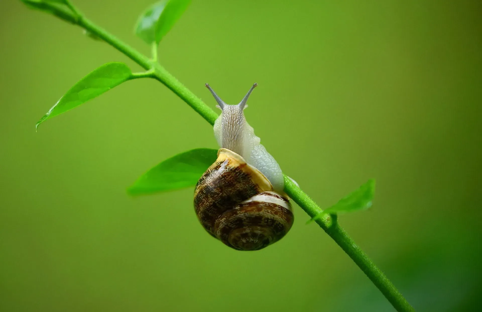 Do Snails Sleep? Surprising Facts We Bet You Didn't Know
