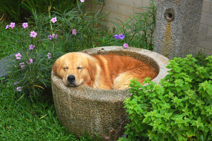 How Much Sleep Do Dogs Need? - Whole Dog Journal