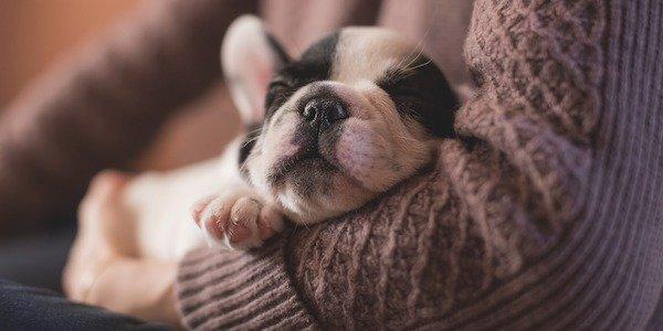 How to Help Your Puppy Sleep Through the Night | Preventive Vet