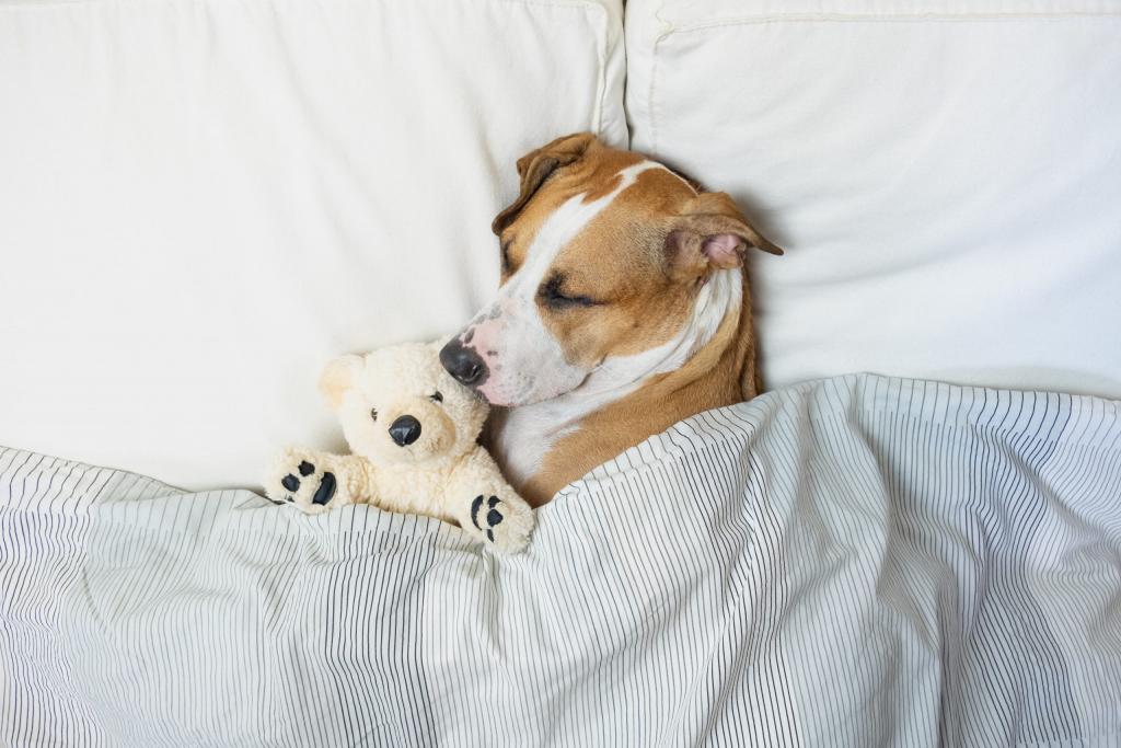 How Many Hours a Day Do Dogs Sleep? | Reader's Digest