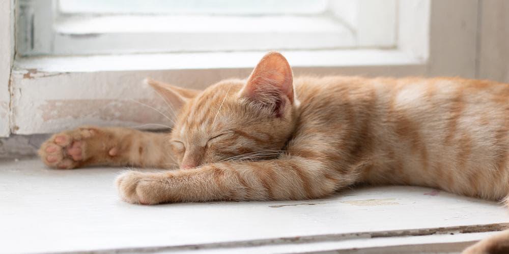 Why Do Cats Sleep So Much? - Alpha Paw