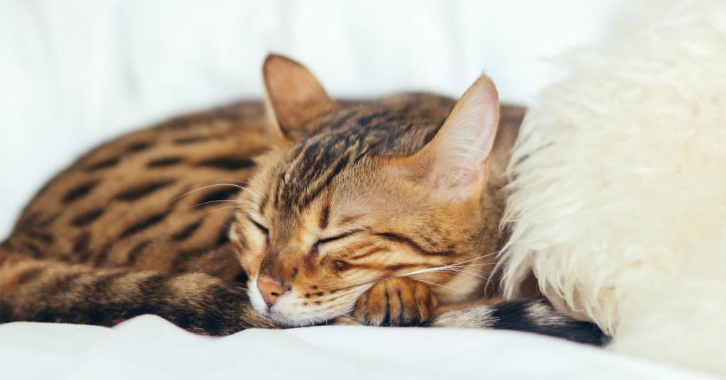 Why Do Cats Sleep So Much? [Updated 2022] | Pumpkin Pet Care