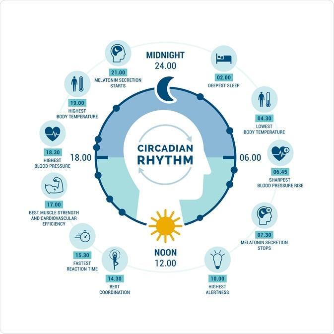 What is the Circadian Rhythm?